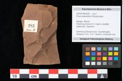Foto (Objekt + Etikett) von Pinus praecembra Ettingshausen (NHMW-GEO-2024-0188-0283)